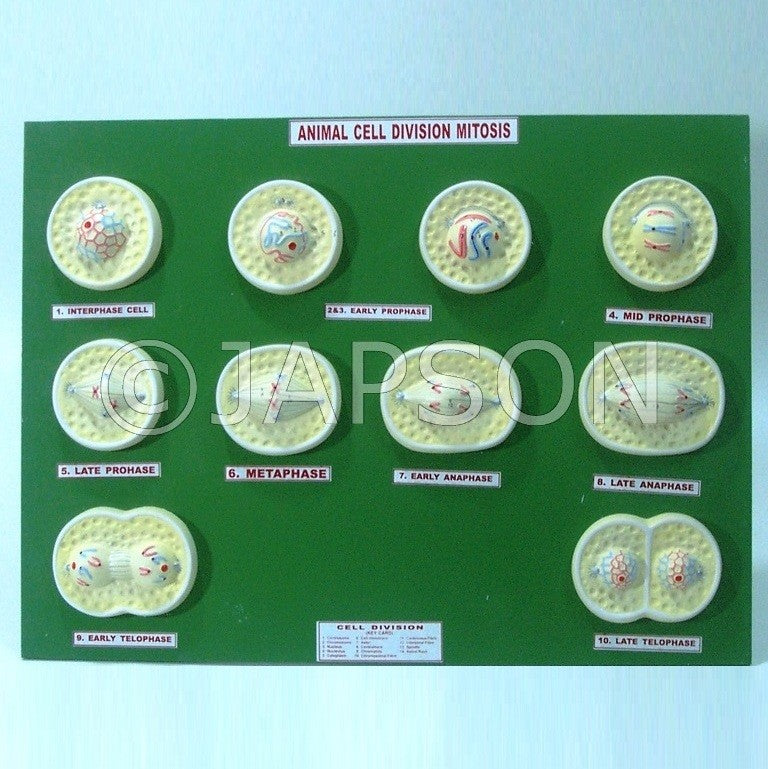 Model, Animal Mitosis Model, Animal Mitosis